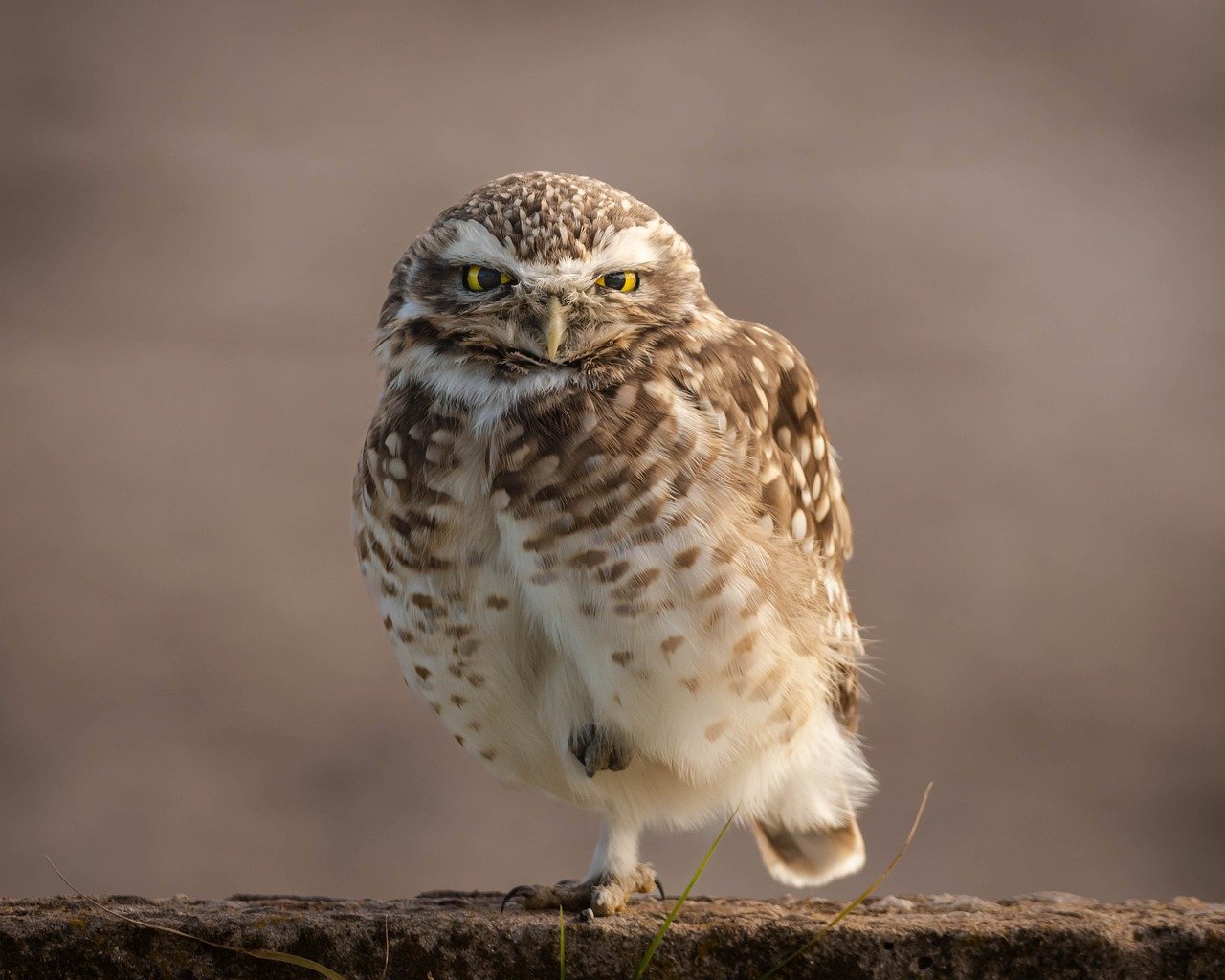 ontdek de fascinerende wereld van uilen en hun volières. leer hoe je een veilige en comfortabele aviary voor uilen kunt creëren, met tips over ontwerp, huisvesting en verzorging voor deze majestueuze vogels.