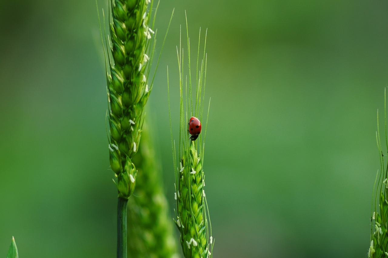 ontdek de rijke diversiteit aan leven op aarde. leer meer over de verschillende ecosystemen, soorten en hun onderlinge afhankelijkheden. verken de invloed van biodiversiteit op het milieu en hoe wij deze kunnen beschermen voor toekomstige generaties.