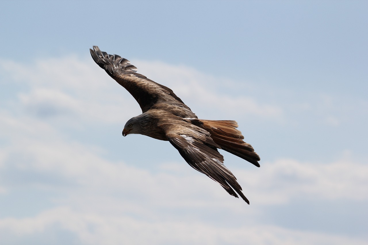 ontdek de fascinerende technieken van roofvogels. leer hoe deze indrukwekkende jachtmethoden hun overlevingskansen verbeteren en de rol van roofvogels in het ecosysteem. duik dieper in de wereld van hun unieke vaardigheden en strategieën.