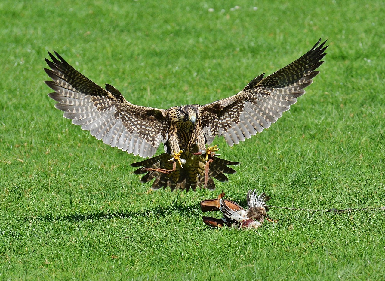 ontdek de fascinerende technieken van vogels van prooi. leer over hun jachtstrategieën, vliegvaardigheden en het belang van deze majestueuze dieren in het ecosysteem.