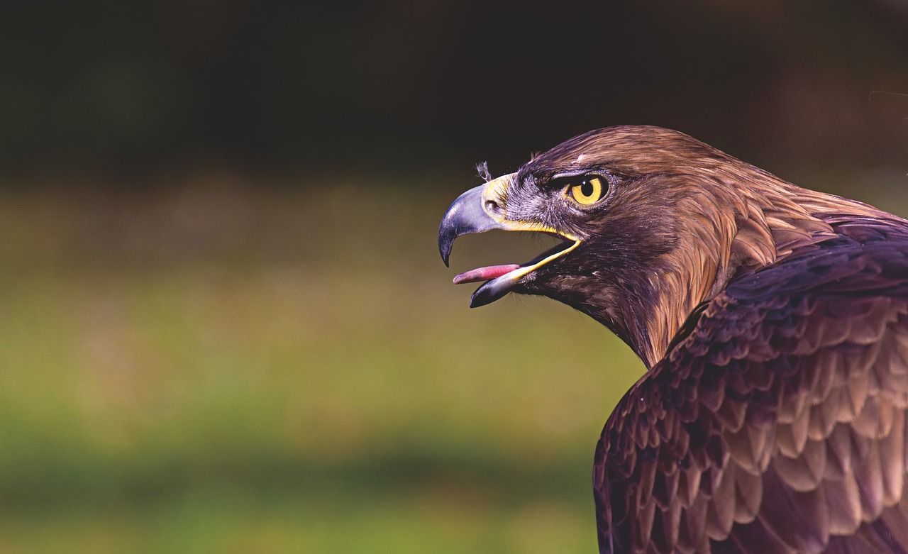 ontdek de fascinerende technieken van roofvogels in onze uitgebreide gids. leer meer over jagen, vliegen en het gedrag van deze meesterlijke jagers in de lucht.