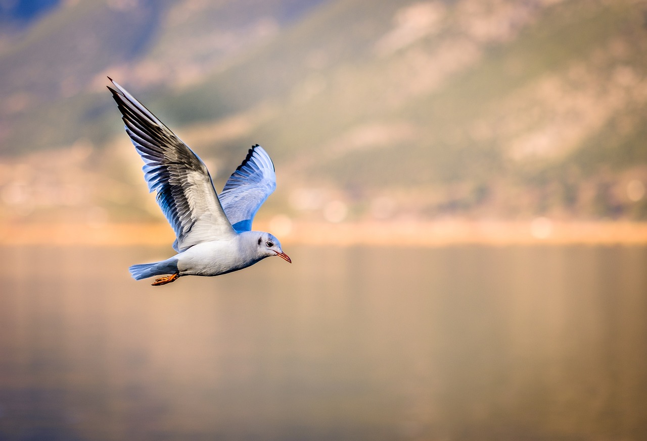 ontdek de fascinerende wereld van het vogels ringen. leer hoe deze methode wetenschappers helpt om informatie over vogelpopulaties, migratiepatronen en biodiversiteit te verzamelen. doe mee aan onze activiteiten en ervaar het zelf!