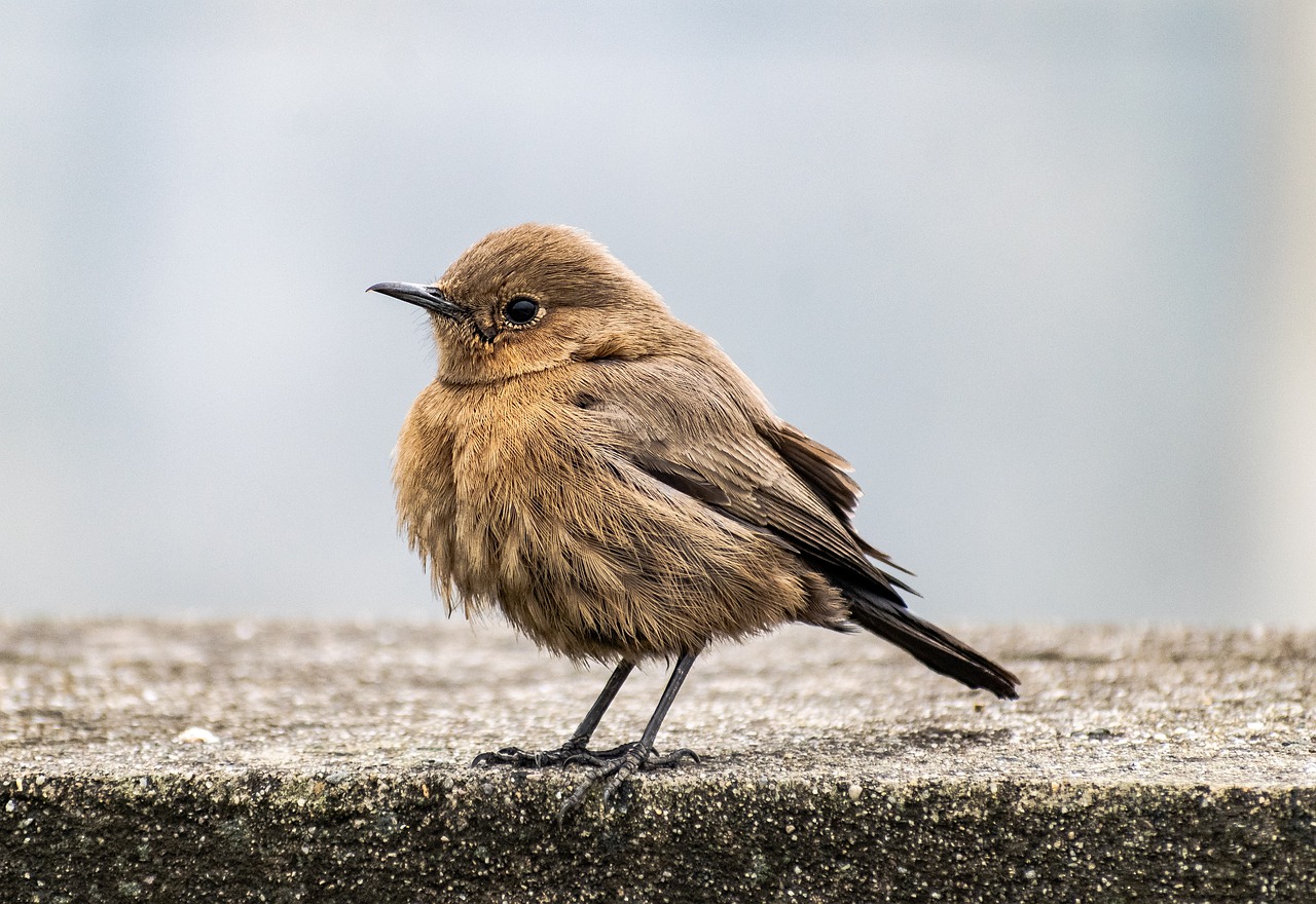 ontdek het fascinerende proces van vogelringen, een essentiële methode voor de studie van vogelpopulaties en migratiegedrag. leer hoe onderzoekers en vrijwilligers samenwerken om waardevolle gegevens te verzamelen en de bescherming van vogels te bevorderen.