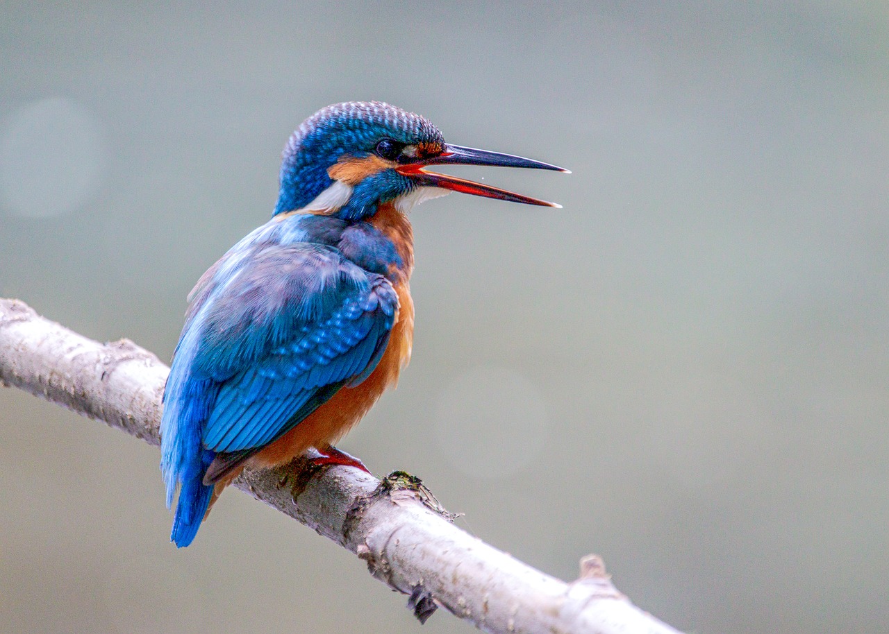 ontdek de fascinerende wereld van het vogelinventariseren. leer hoe ringonderzoek bijdraagt aan het begrijpen van vogelgedrag en migratiepatronen. sluit je aan bij ons voor educatieve ervaringen en ontdek de prachtige natuur!