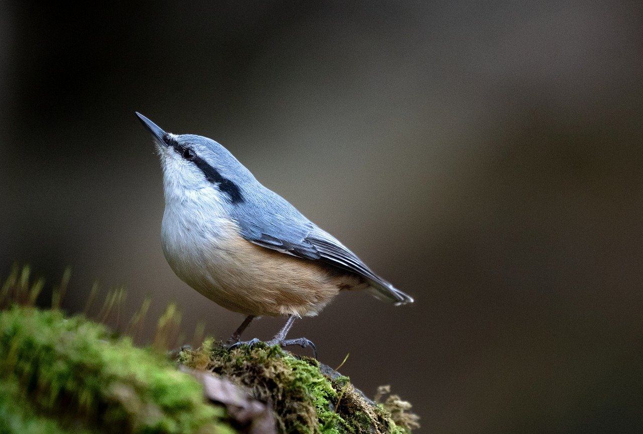 ontdek de fascinerende wereld van vogels! van kleurrijke papegaaien tot majestueuze arenden, leer alles over hun leefgewoonten, migraties en unieke eigenschappen. laat je verrassen door de schoonheid en diversiteit van deze weerloze wezens.