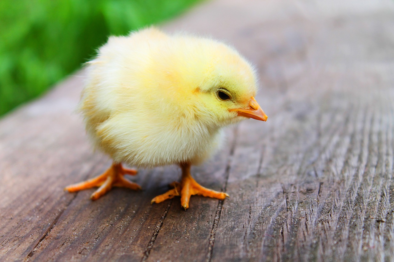 ontdek de fascinerende wereld van vogels, van kleurrijke gezinnen tot zeldzame soorten. leer meer over hun gedrag, habitat en het belang van vogels in ons ecosysteem.