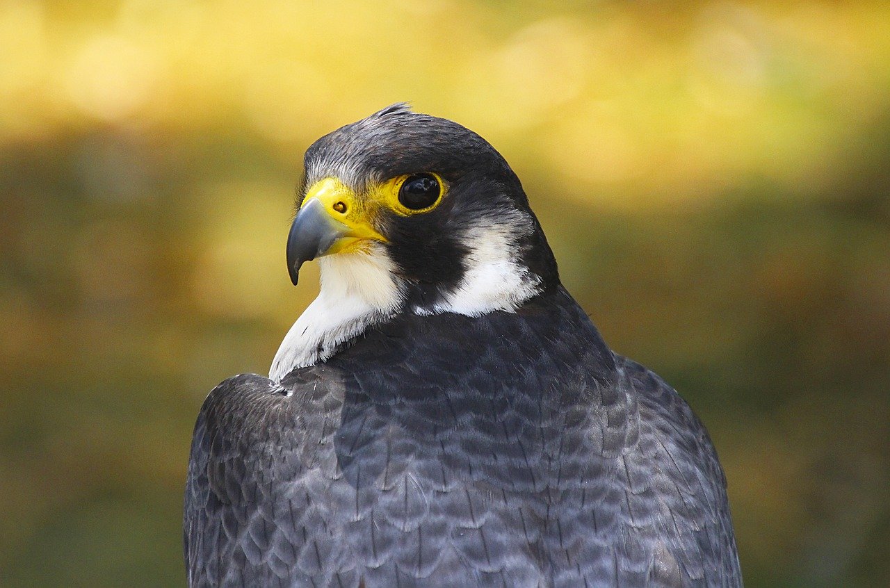 ontdek de fascinerende wereld van roofvogels. leer over hun unieke jachttechnieken, leefgebieden en de rol die ze spelen in ons ecosysteem. dompel jezelf onder in de schoonheid en kracht van deze majestueuze vogels.