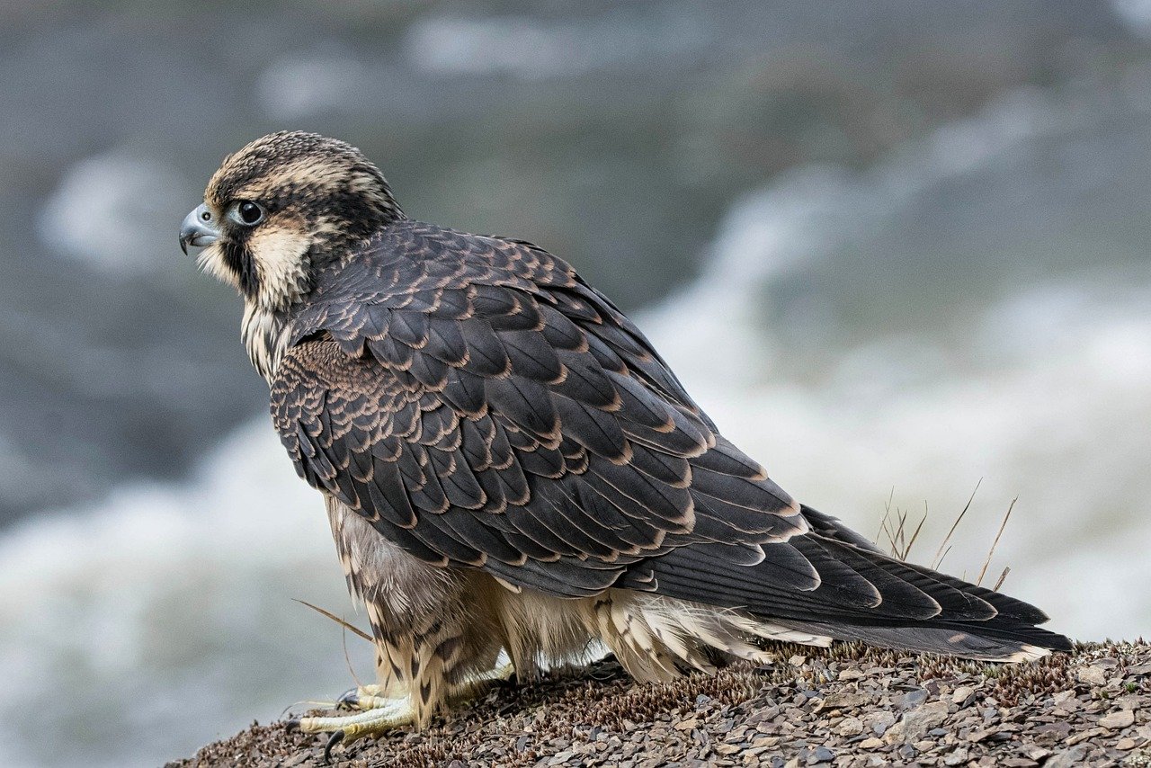 ontdek de fascinerende wereld van vogels van roof, van majestueuze arenden tot elegante valken. leer alles over hun jachttechnieken, leefgewoonten en beschermingsinspanningen. duik in de natuur en waardeer de schoonheid van deze krachtige roofvogels.