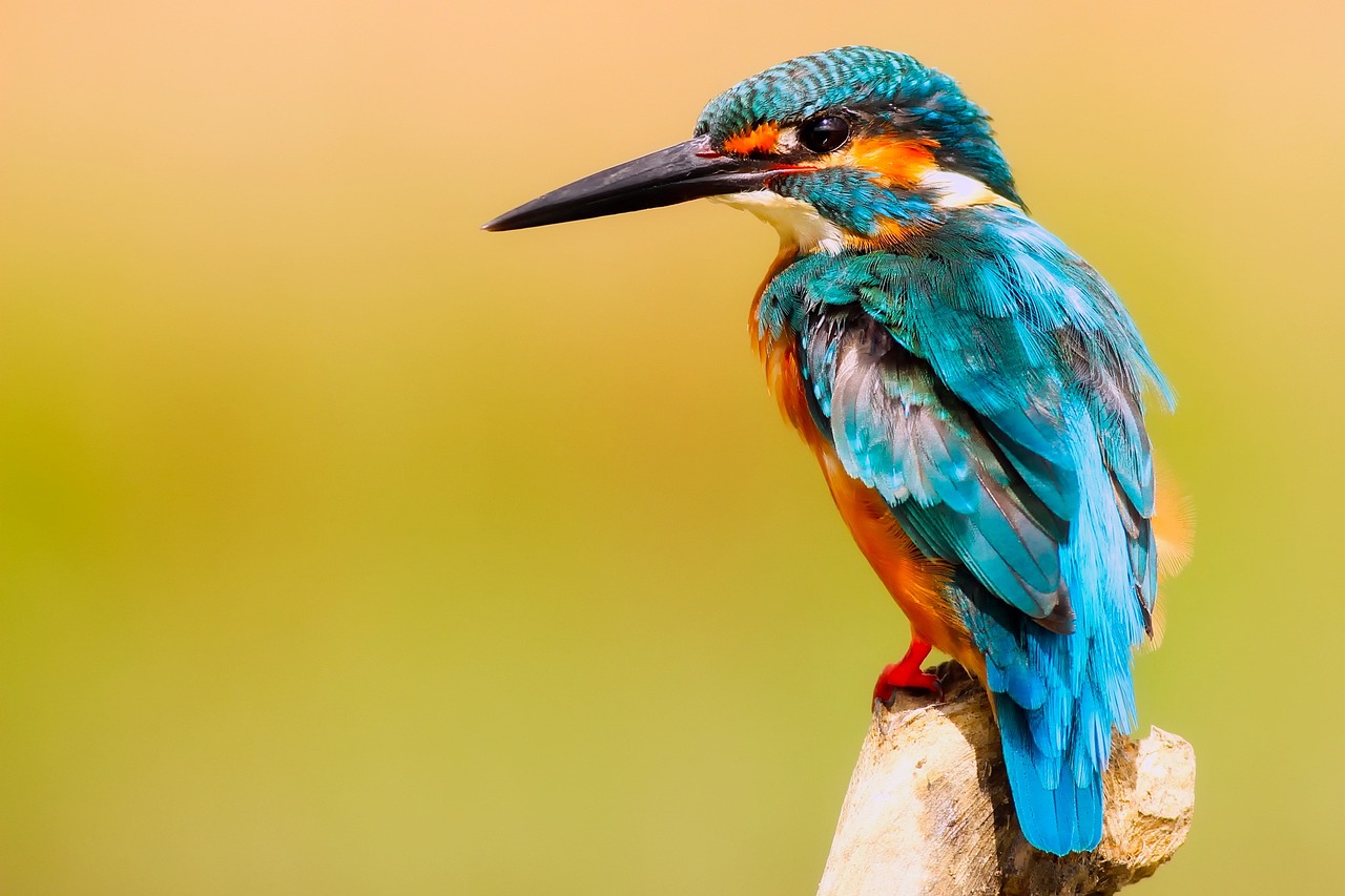 ontdek de fascinerende wereld van vogels. van kleurrijke papegaaien tot majestueuze arenden, leer meer over hun gedrag, habitats en rol in het ecosysteem.