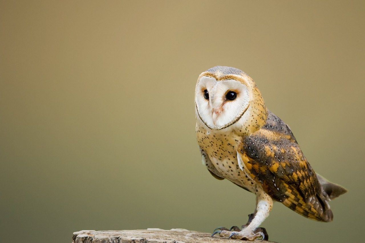 ontdek het fascinerende gedrag van uilen: van hun jachttechnieken en nachtelijke activiteiten tot hun sociale interacties en communicatie. leer meer over deze mysterieuze vogels en hun unieke aanpassingen aan de nacht.