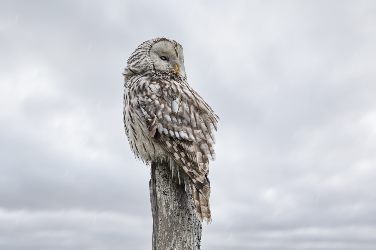 ontdek het fascinerende gedrag van uilen: hun jachttechnieken, sociale interacties en unieke aanpassingen aan de omgeving. leer meer over deze mysterieuze nachtdieren en hun rol in de natuur.