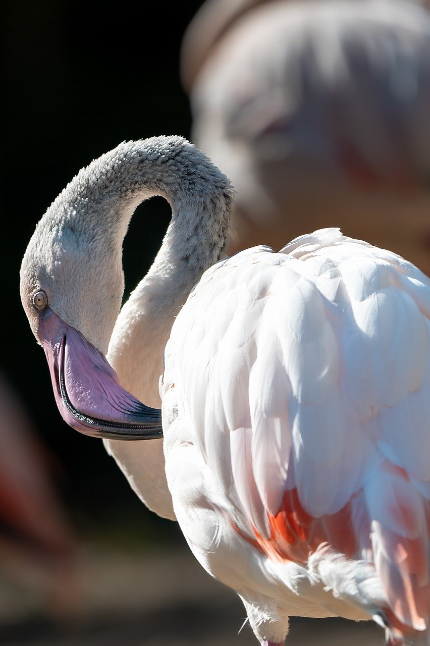 ontdek de beschermde vogelsoorten, hun habitats en de inspanningen om deze unieke fauna te behouden. leer hoe je deze kwetsbare dieren kunt beschermen en bijdragen aan hun behoud.