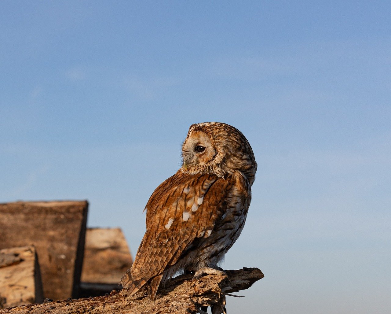 ontdek de essentiëlee richtlijnen voor het fokken van roofvogels. leer over de beste praktijken, voeding, en verzorging die nodig zijn om gezonde en sterke raptors te kweken.