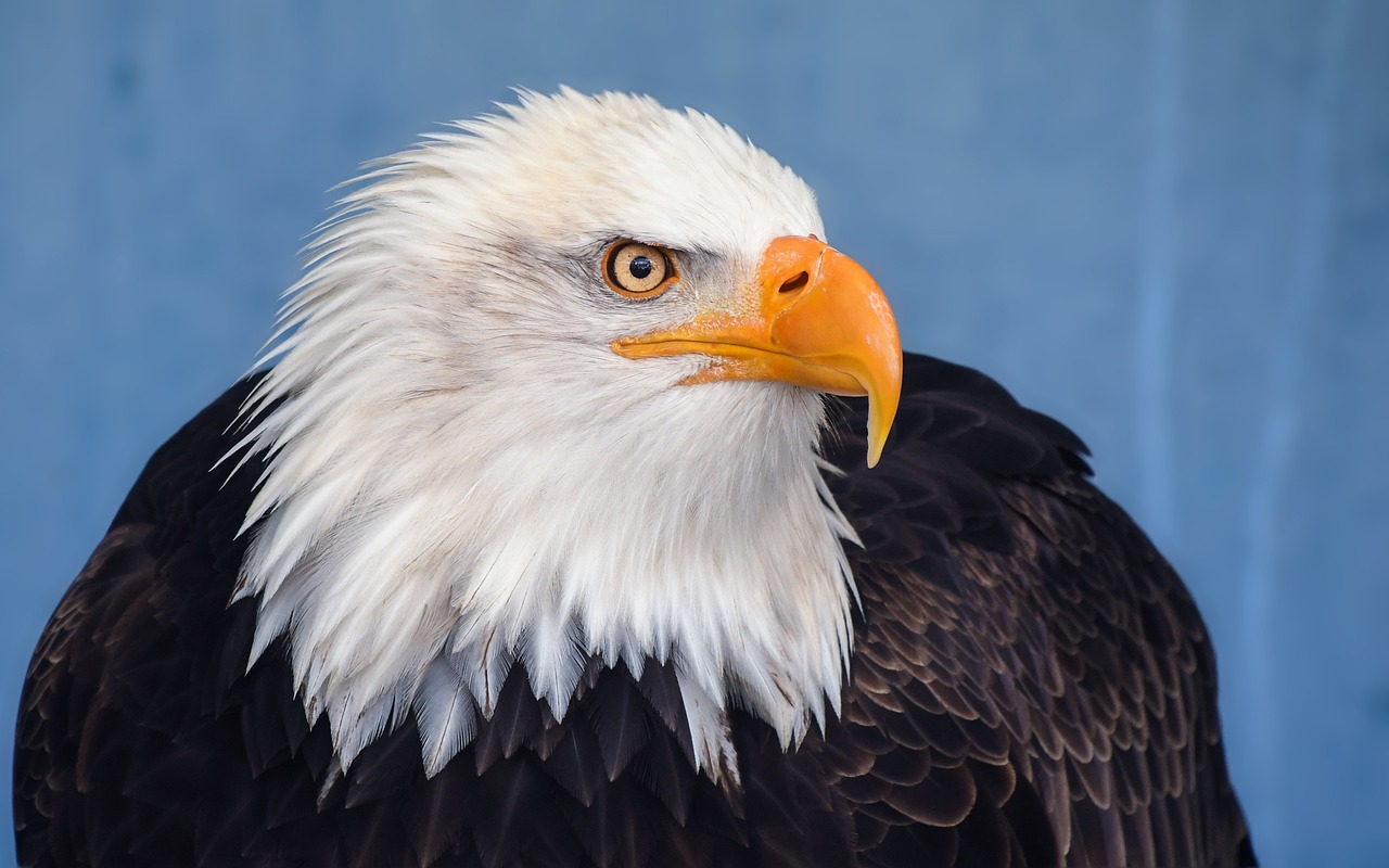 ontdek de ultieme richtlijnen voor het fokken van roofvogels. leer alles over de beste praktijken, verzorgingseisen en genetica om succesvolle en gezonde nesten te creëren.