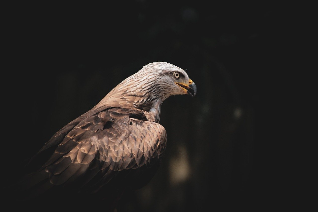 ontdek de richtlijnen voor de fokkerij van roofvogels. leer alles over de beste praktijken, voeding, en verzorging die essentieel zijn voor succesvolle voortplanting en het behoud van deze majestueuze dieren.