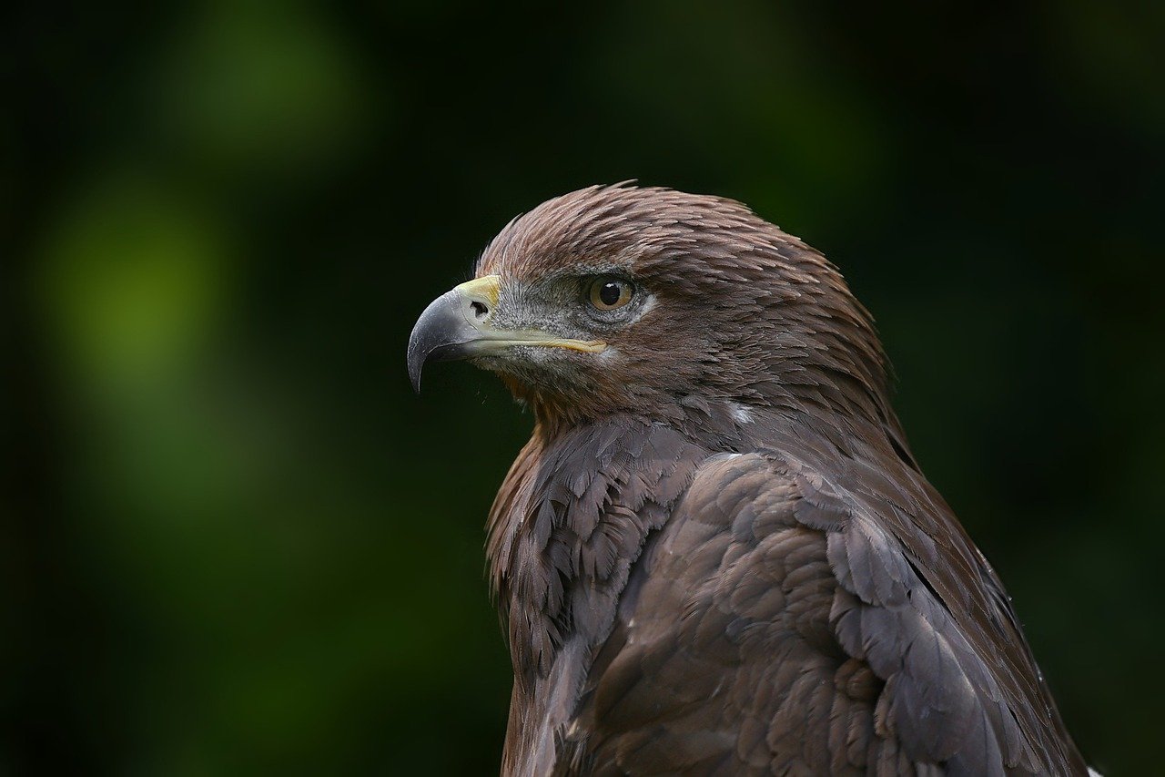 ontdek de wetgeving rond het fokken van roofvogels. leer meer over de regels en richtlijnen die de bescherming en het welzijn van deze majestueuze dieren waarborgen.