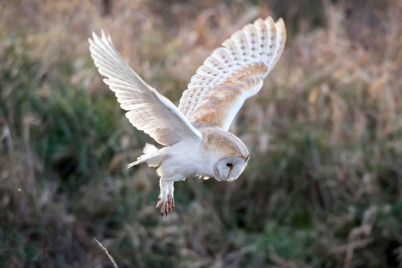 ontdek het fascinerende gedrag van uilen met onze studies. leer over hun jachttechnieken, sociale interacties en aanpassingen aan verschillende habitats. verken de rijke wereld van uilen en hun unieke eigenschappen.