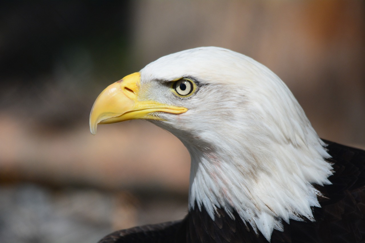 ontdek de fascinerende wereld van roofvogels, ook wel bekend als raptors. leer meer over hun jachttechnieken, leefgebieden en de verschillende soorten die in de natuur voorkomen. duik in de ongeëvenaarde schoonheid en kracht van deze majestueuze vogels.
