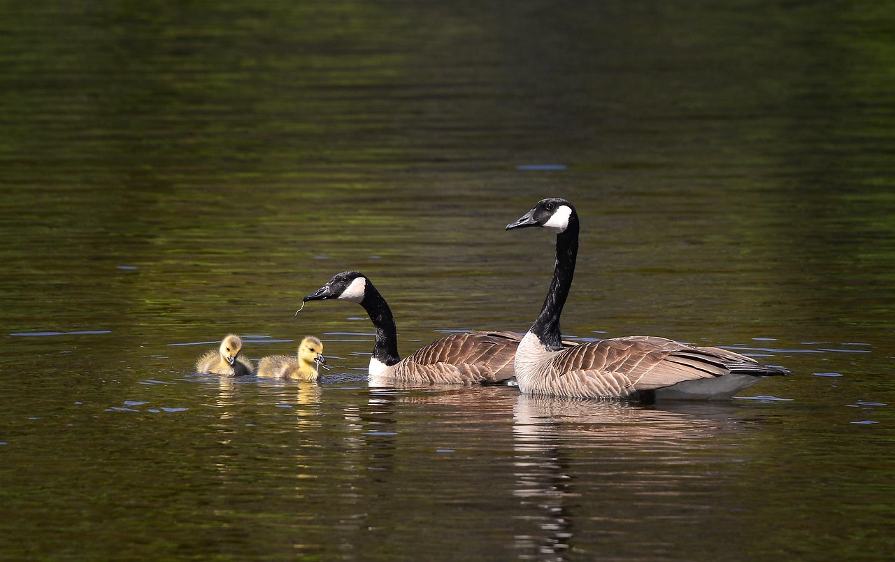 ontdek de fascinatie van biodiversiteit; leer over de verschillende levensvormen en ecosystemen die onze planeet ondersteunen. duik in de noodzaak van behoud en de waarde van elke soort voor een gezond milieu.