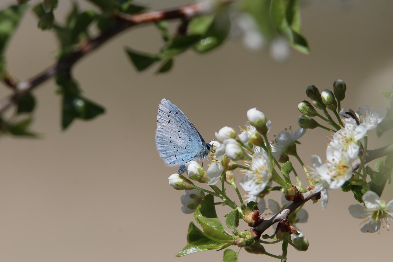 ontdek de complexiteit en schoonheid van biodiversiteit. leer hoe verschillende ecosystemen met elkaar verbonden zijn en waarom het behoud van biodiversiteit cruciaal is voor onze planeet en toekomstige generaties.