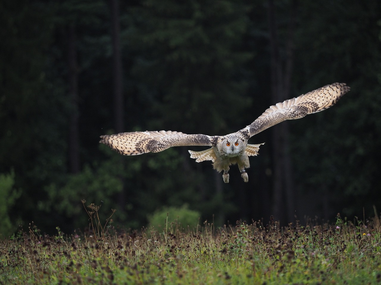 ontdek de fascinerende wereld van uilgedragstudies. leer meer over de unieke gewoontes, communicatie en jachttechnieken van deze intrigerende vogels. duik in ons onderzoek en begrijp de impact van hun gedrag op het ecosysteem.