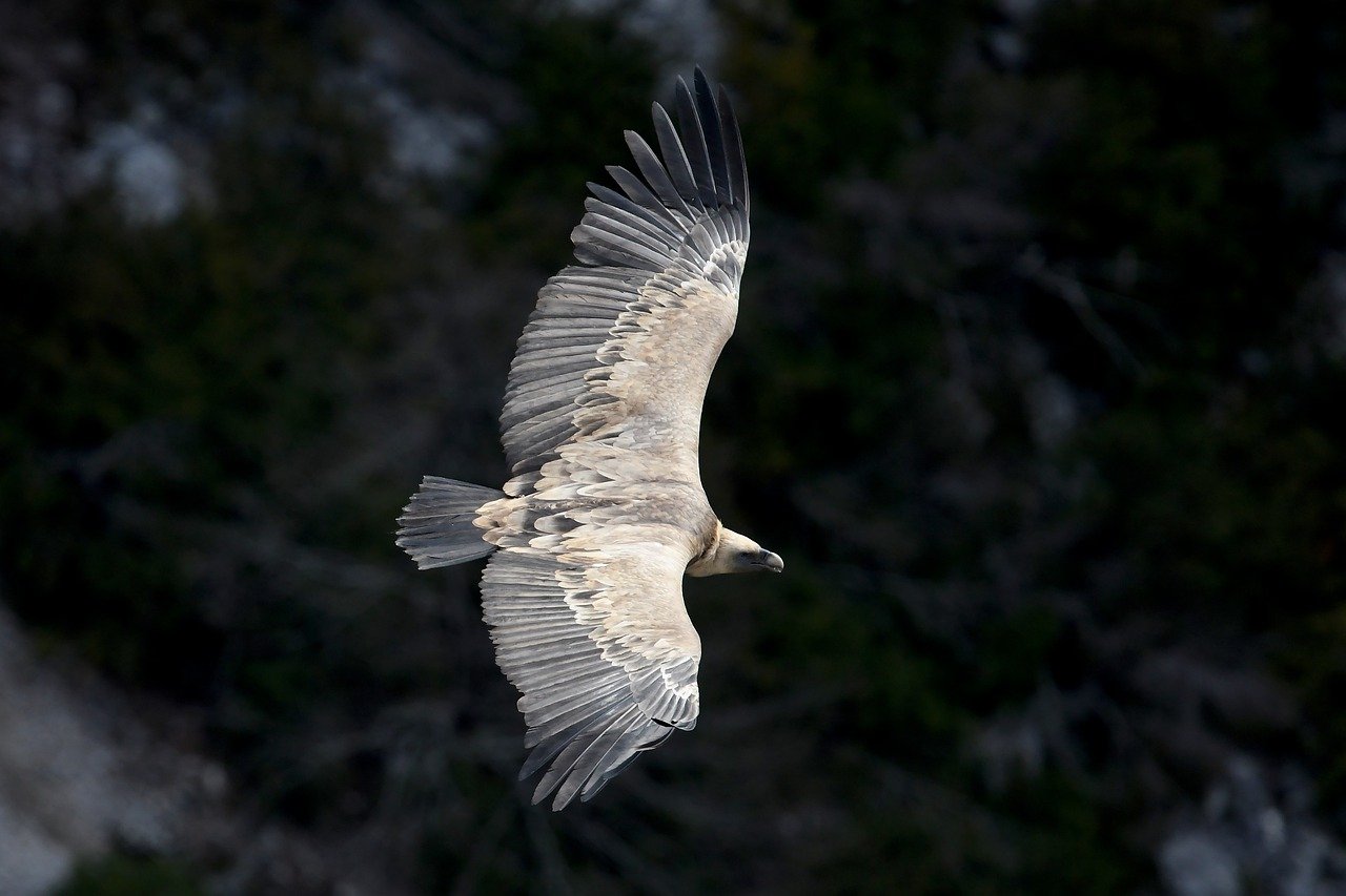 ontdek de fascinerende wereld van raptors! leer alles over hun jachttechnieken, unieke kenmerken en de rol die ze spelen in ons ecosysteem. van majestueuze arenden tot snelle valken, krijg inzicht in deze indrukwekkende vogels van prey.