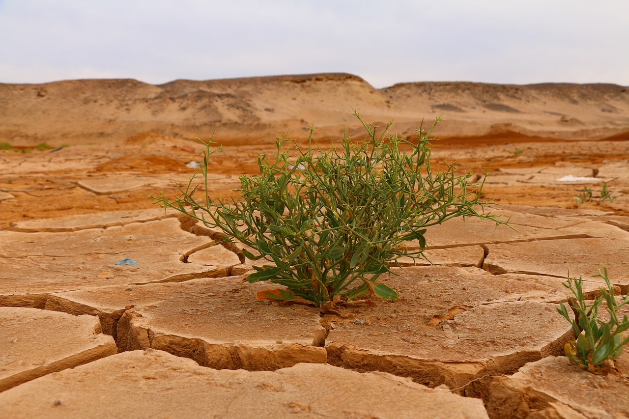 ontdek de impact van klimaatverandering op onze planeet. leer over de oorzaken, gevolgen en duurzame oplossingen om een betere toekomst te waarborgen.