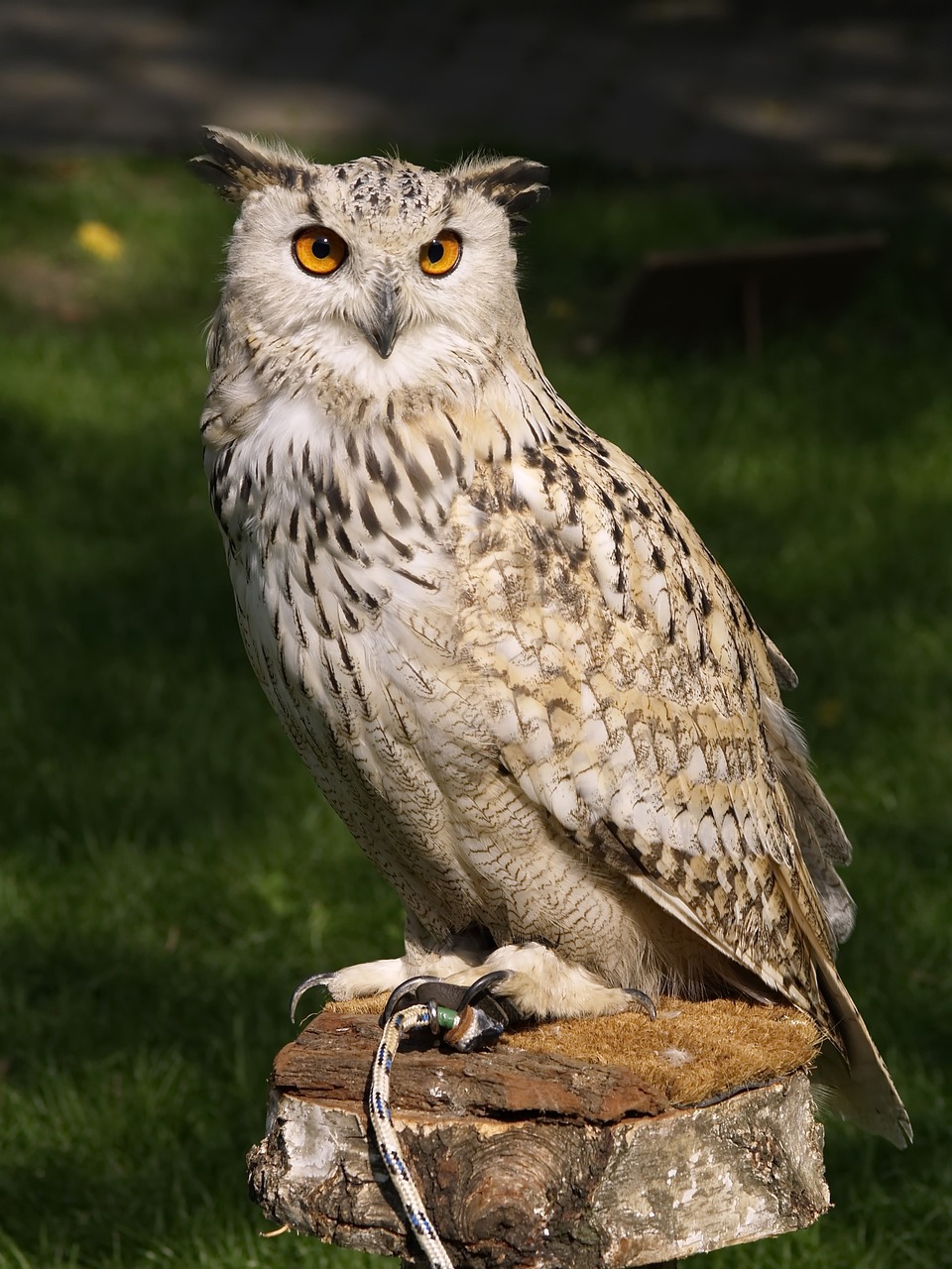 ontdek fascinerende uilen: hun unieke kenmerken, leefgebieden en hun rol in de natuur. leer meer over deze mysterieuze vogels en hun gedrag.