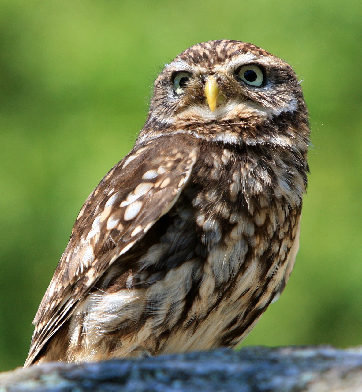 ontdek de fascinerende wereld van uilen. leer over verschillende soorten, hun leefomgeving, en unieke eigenschappen. laat je betoveren door deze majestueuze vogels.